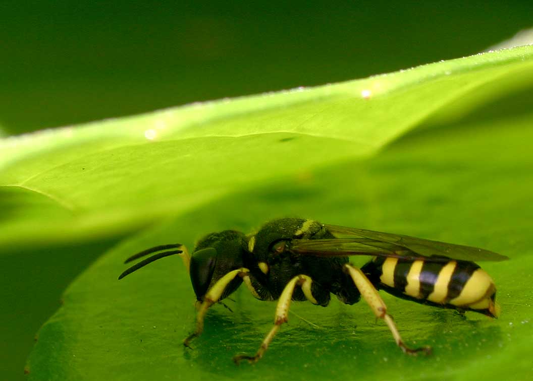 Ectemnius Cavifrons