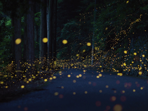 Lumineux insectes