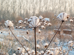 Stage “C’est l’hiver, et alors ?”