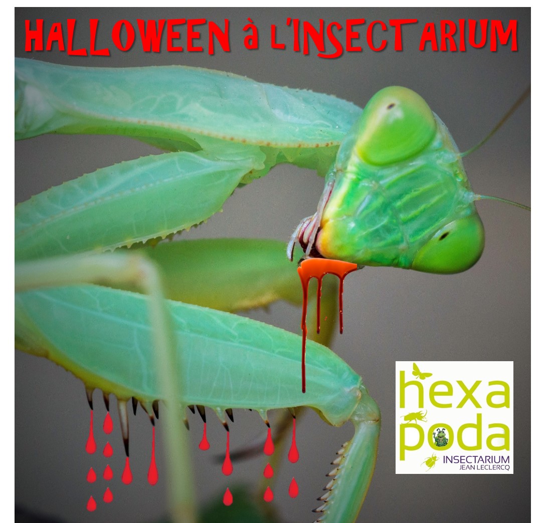 Halloween à l’Insectarium
