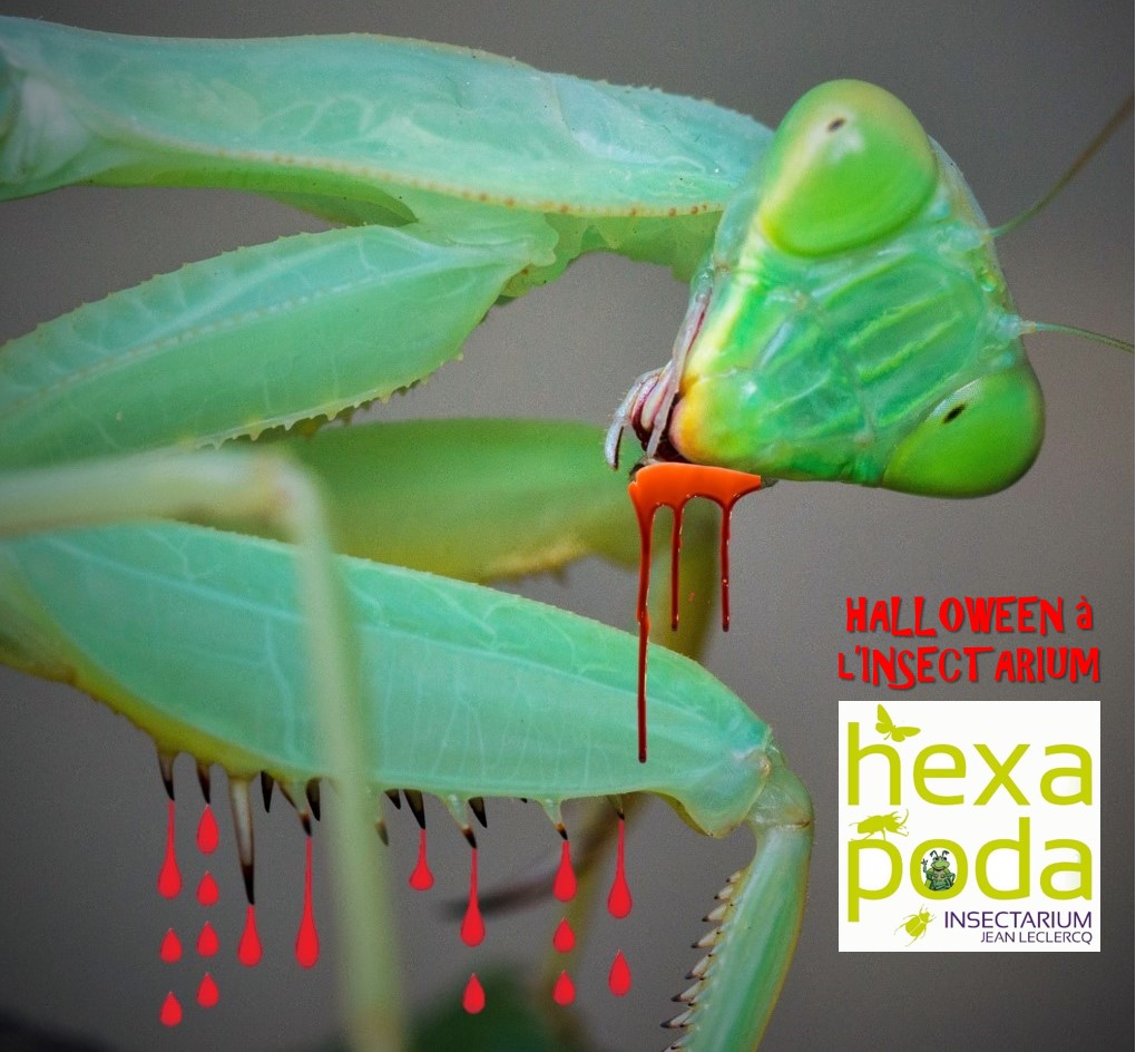 Halloween à l’Insectarium