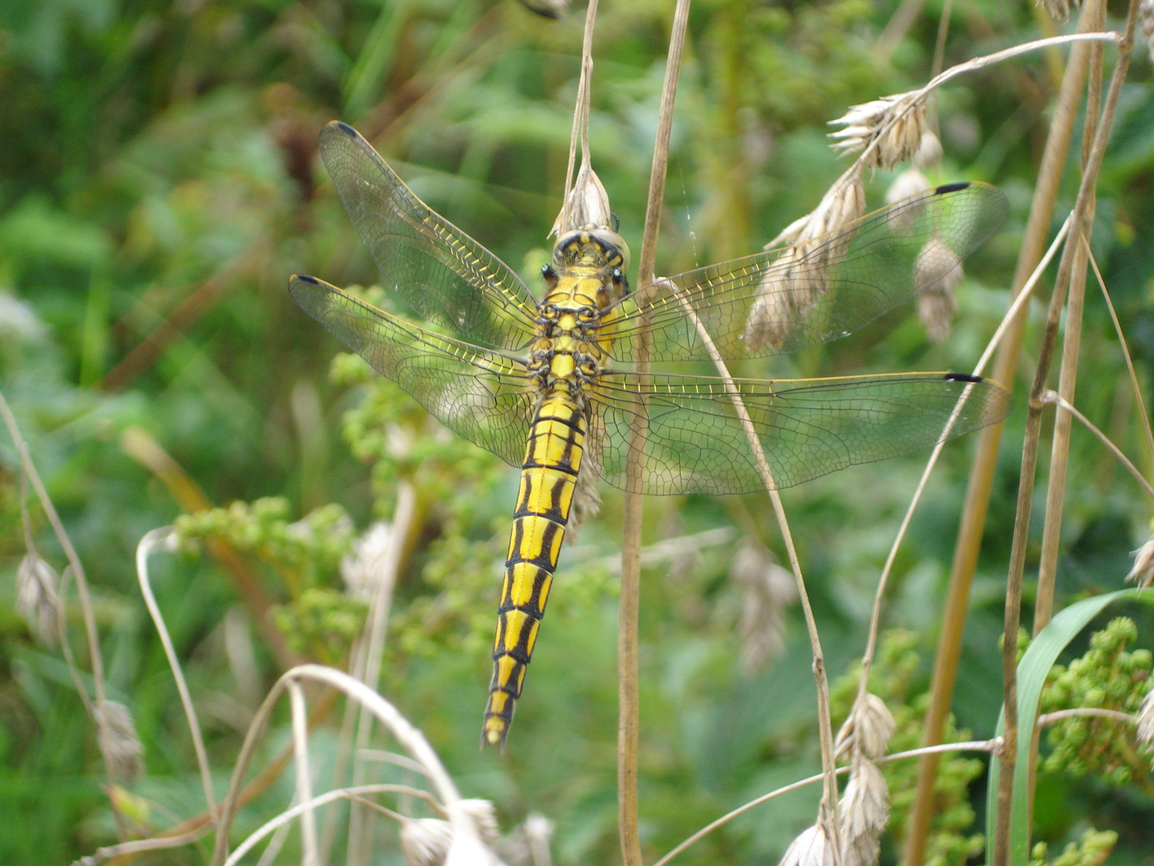 Hexapoda